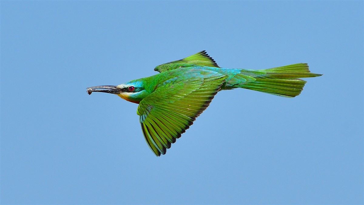 Blue-cheeked Bee-eater