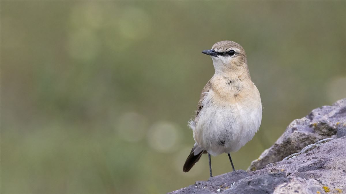 Isabelline Wheatear