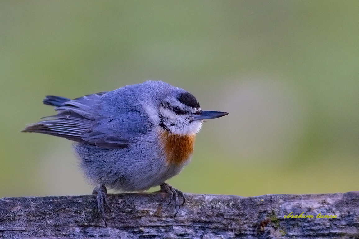 Krüper`s Nuthatch