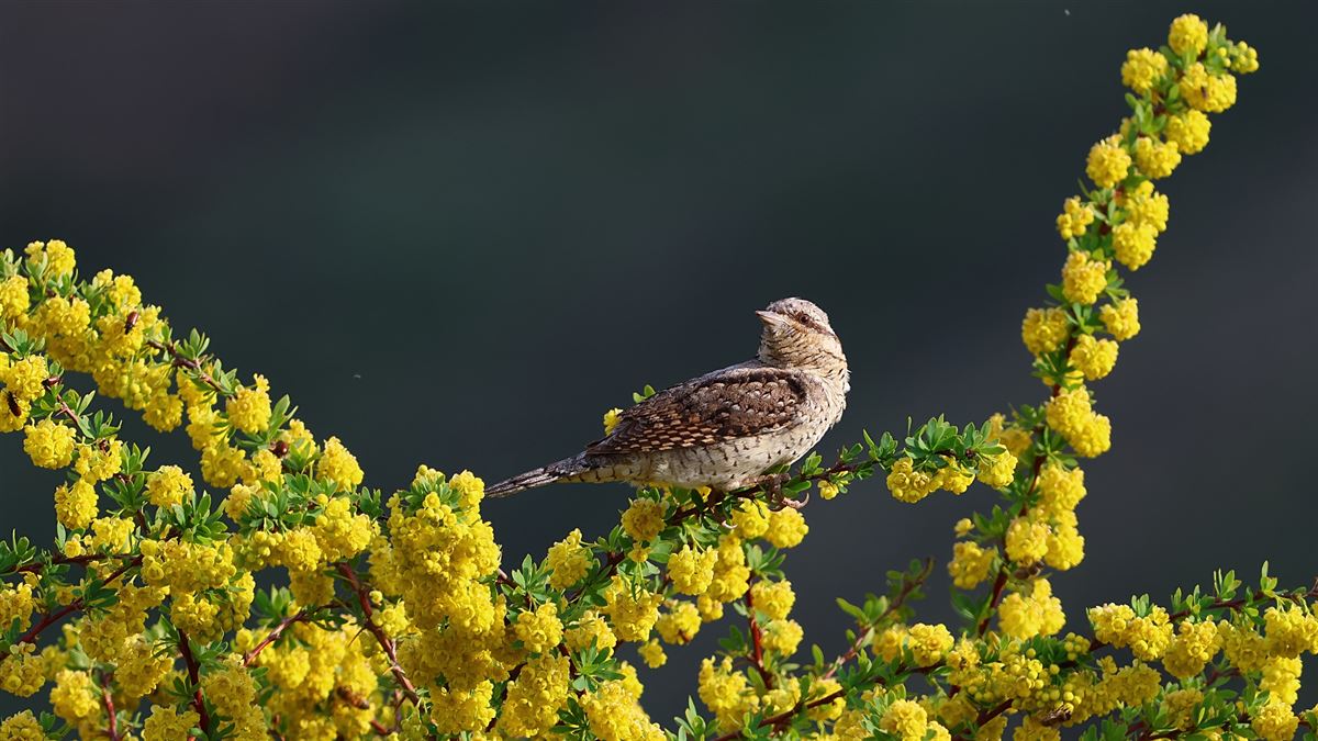 Eurasian Wryneck