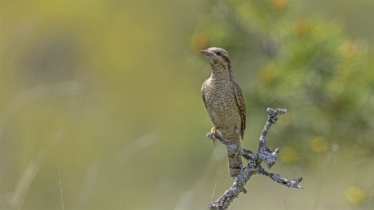 Eurasian Wryneck