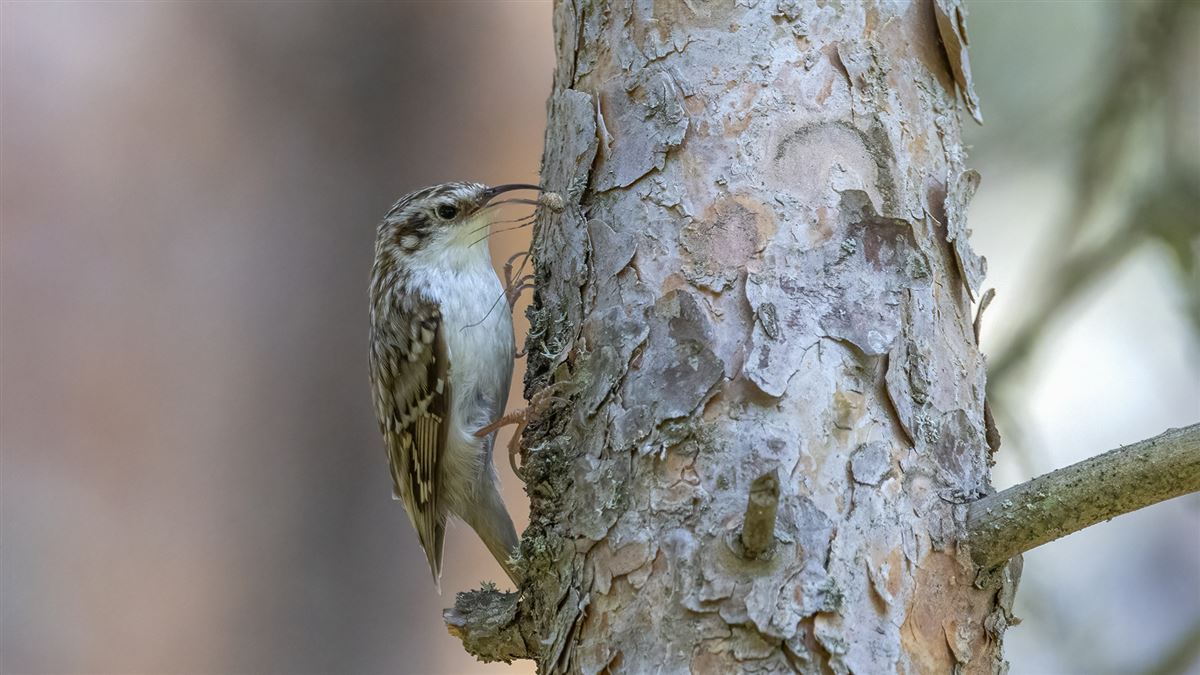 Eurasian Treecreeper