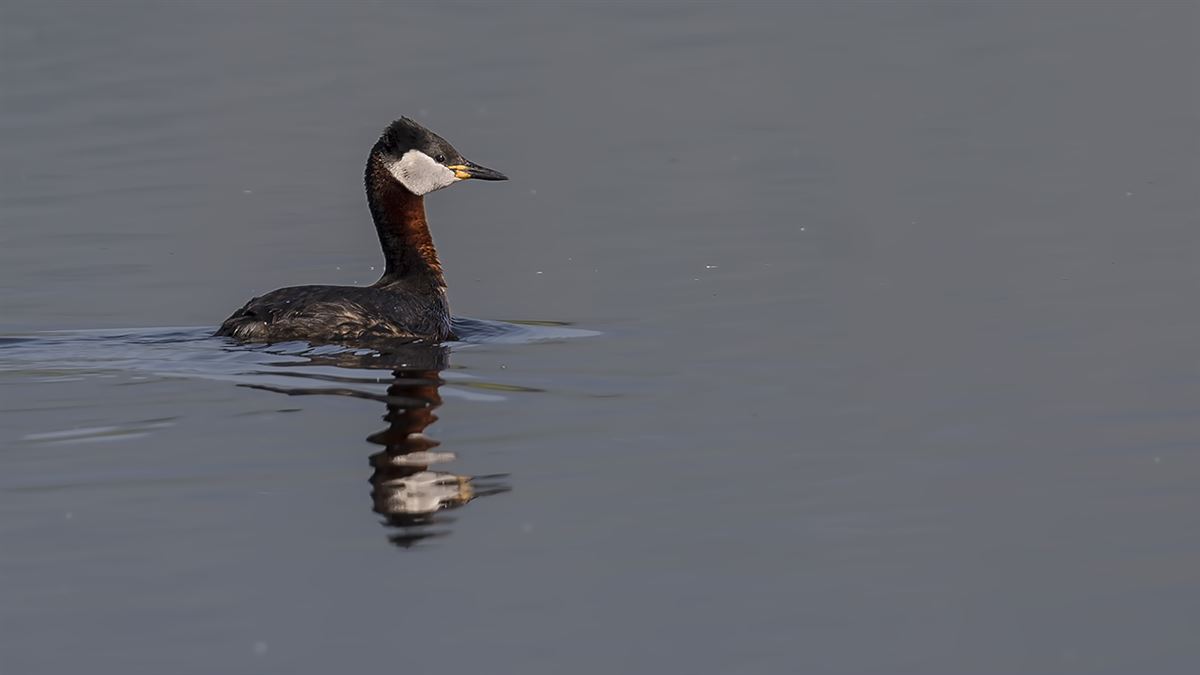 Red-necked Grebe