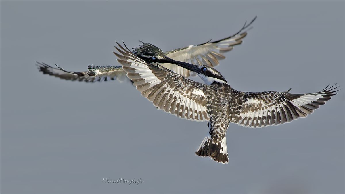 Pied Kingfisher