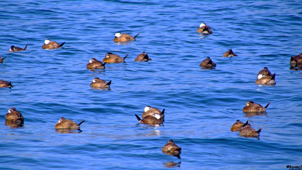 White-headed Duck