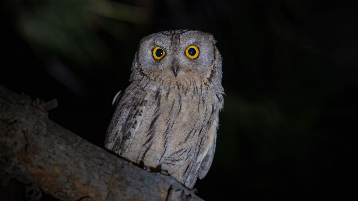 Pallid Scops Owl