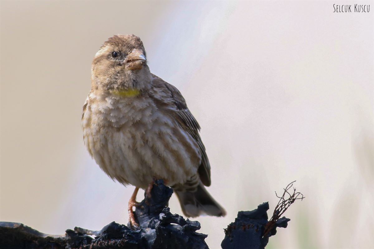 Rock Sparrow