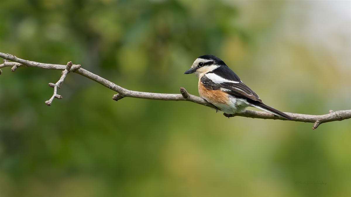 Masked Shrike