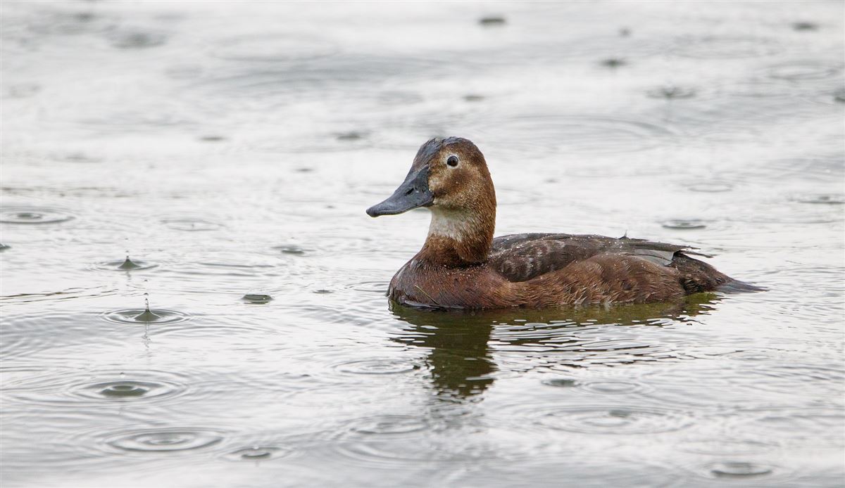 Common Pochard