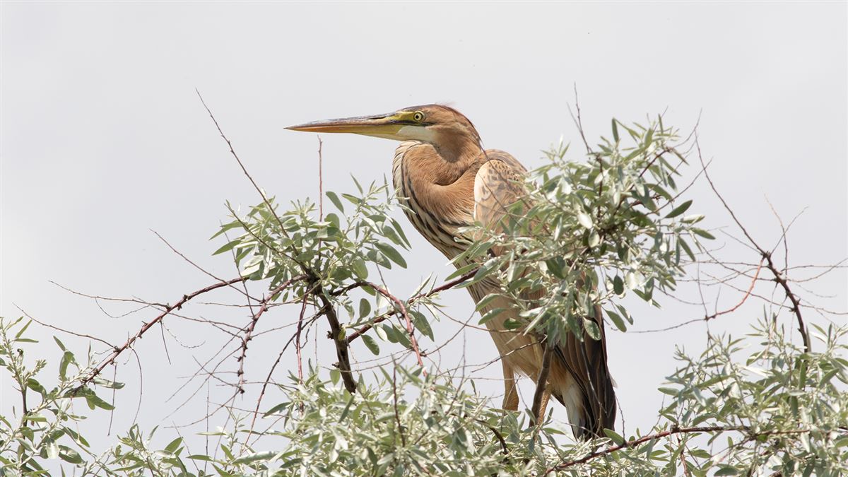 Purple Heron