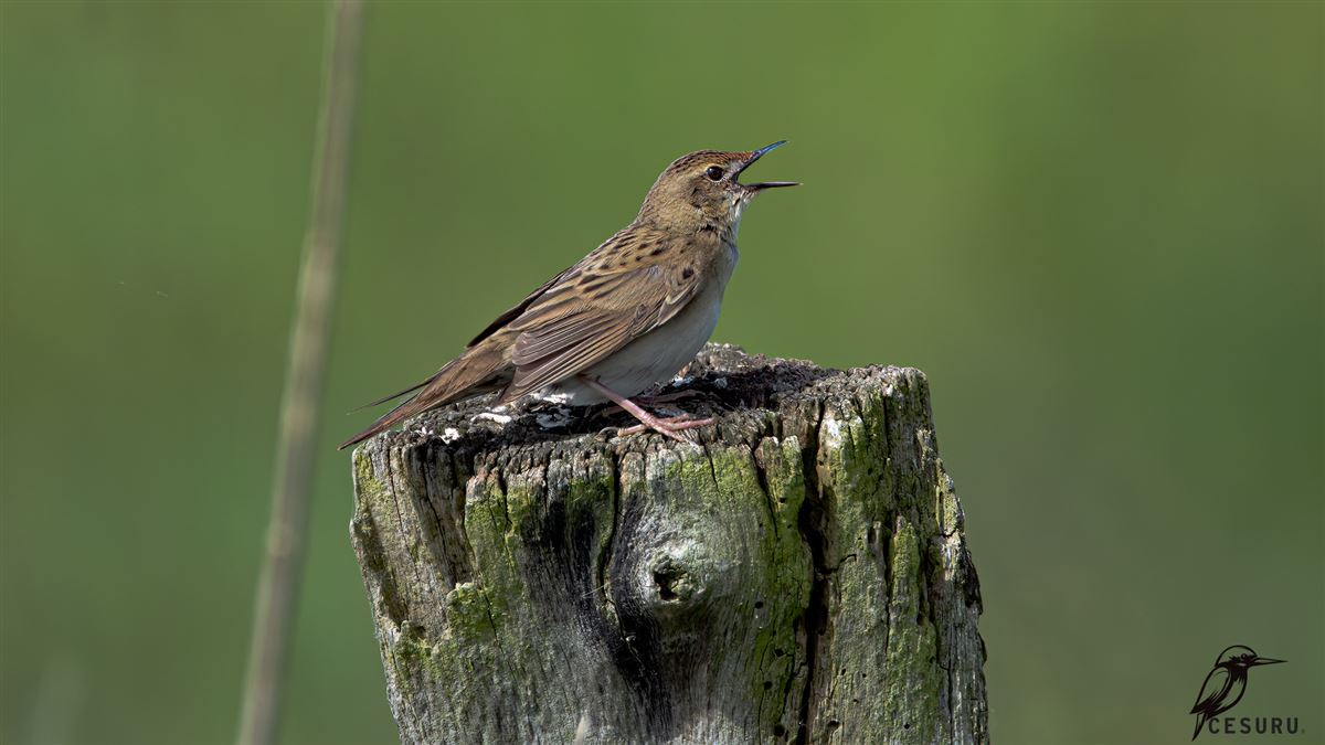 Common Grasshopper Warbler