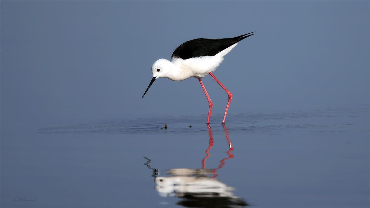Black-winged Stilt
