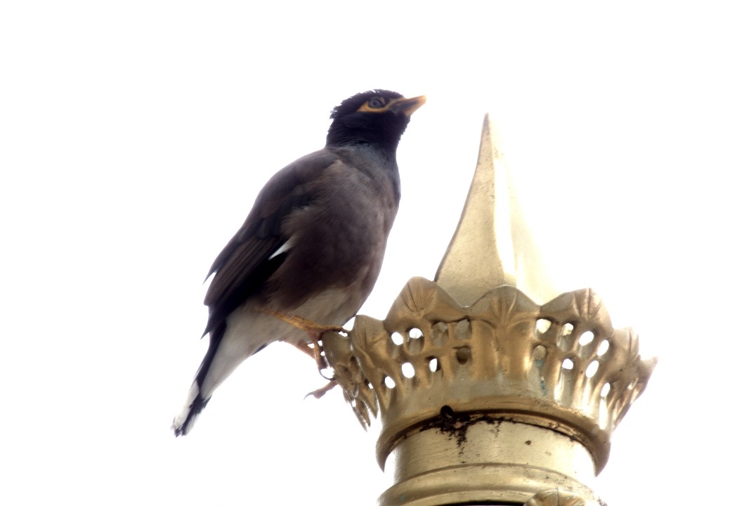 Common Myna