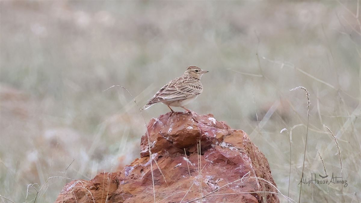 Eurasian Skylark