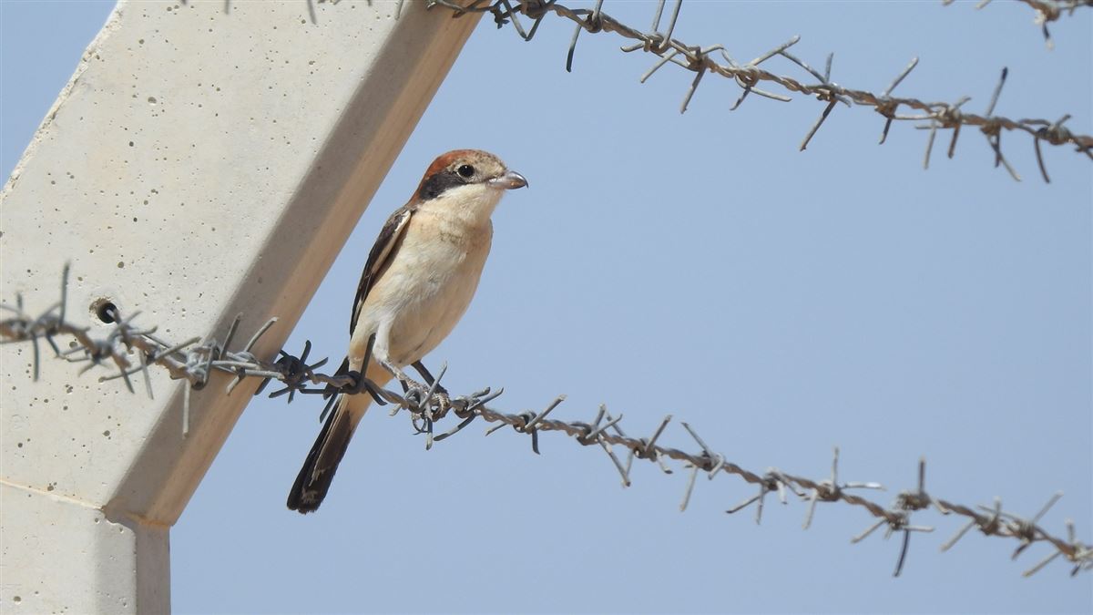 Woodchat Shrike