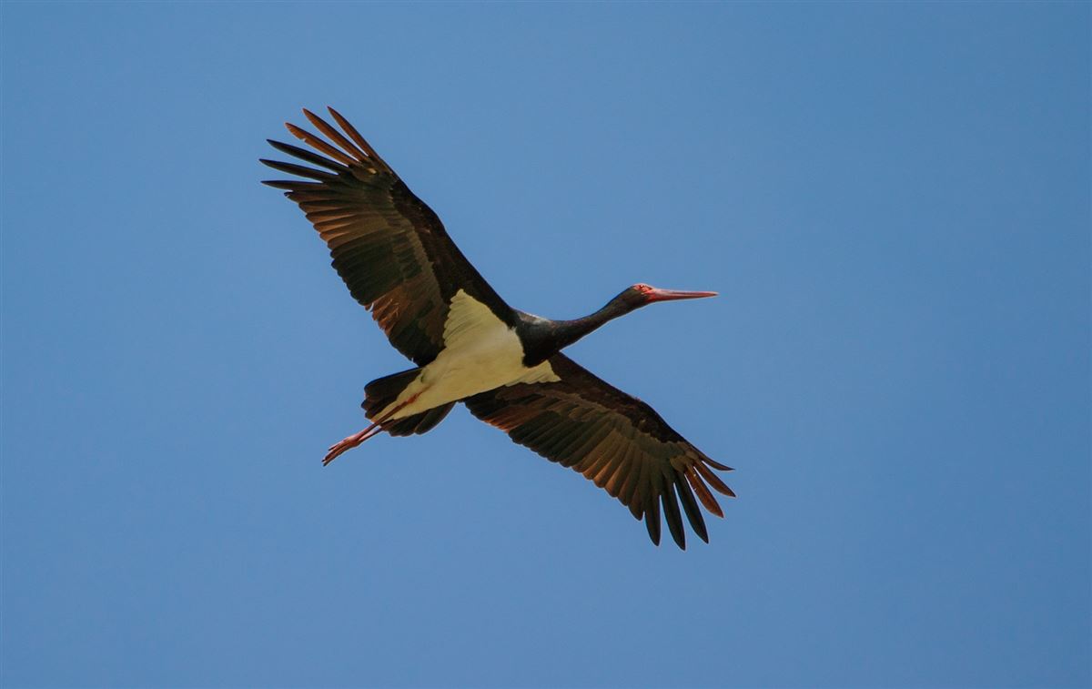 Black Stork