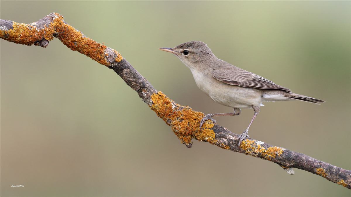 Eastern Olivaceous Warbler
