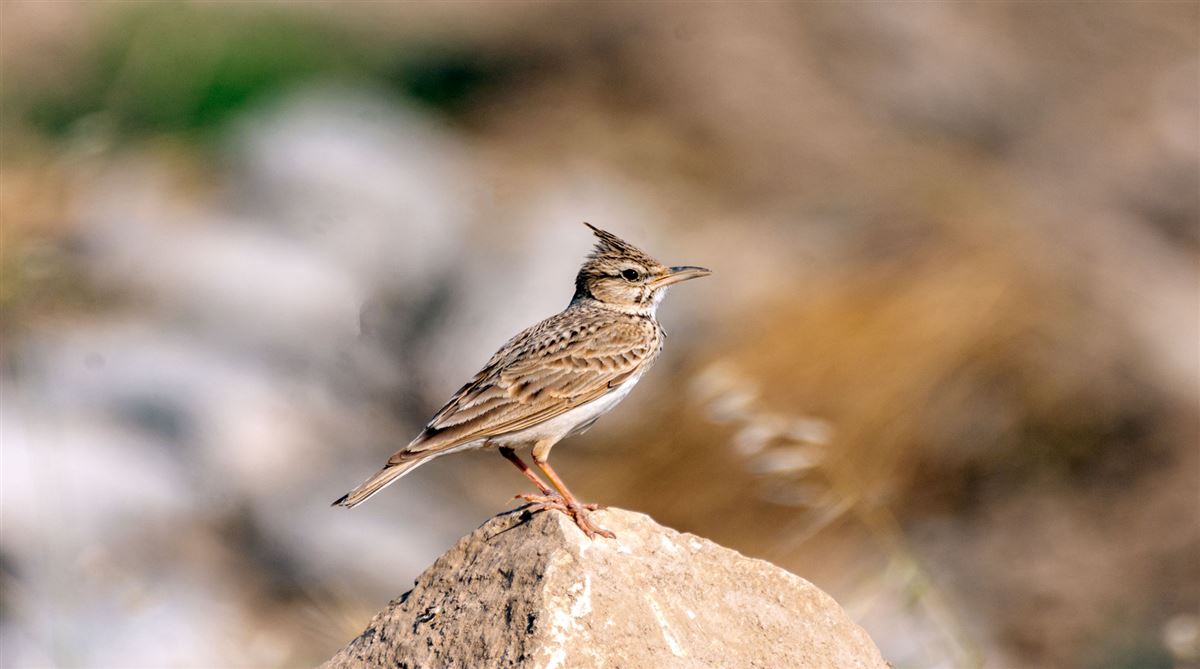 Crested Lark