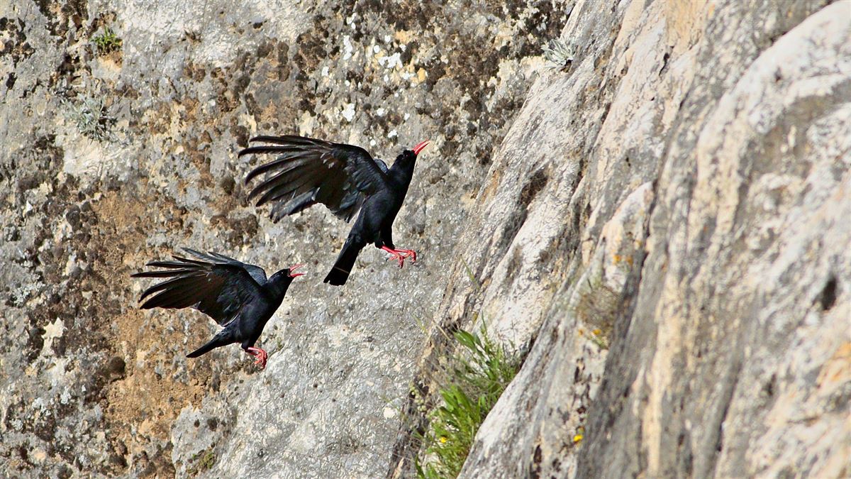 Red-billed Chough
