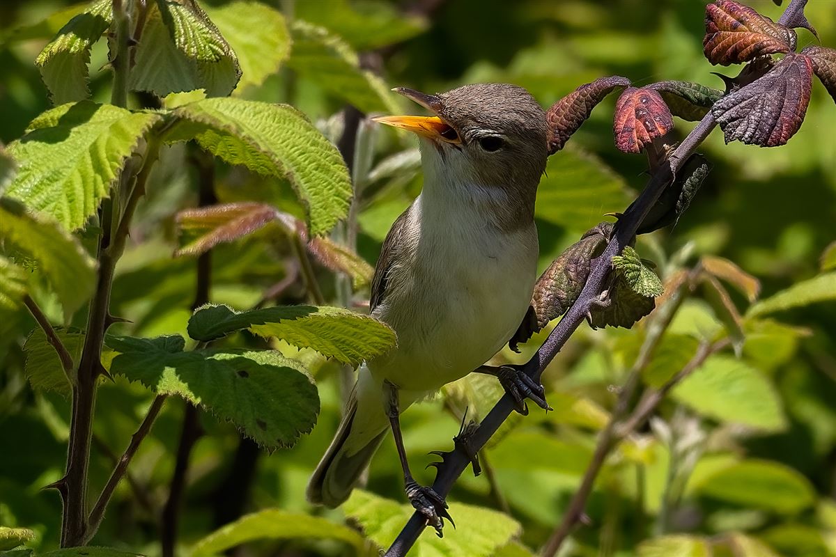 Eastern Olivaceous Warbler
