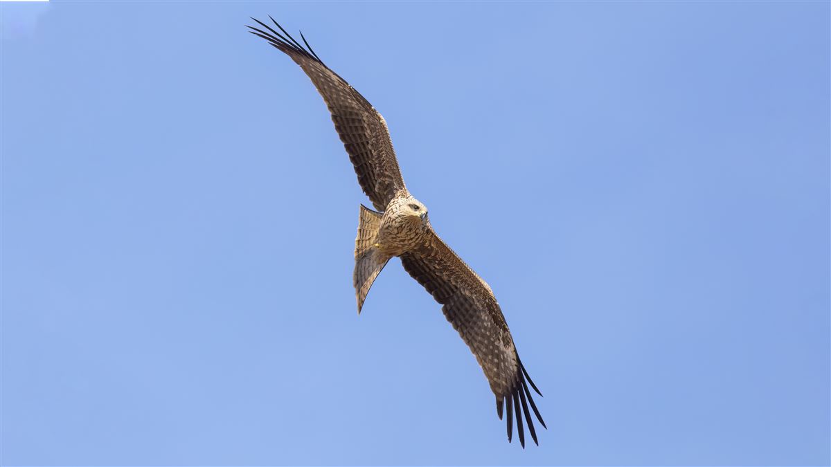 Black Kite