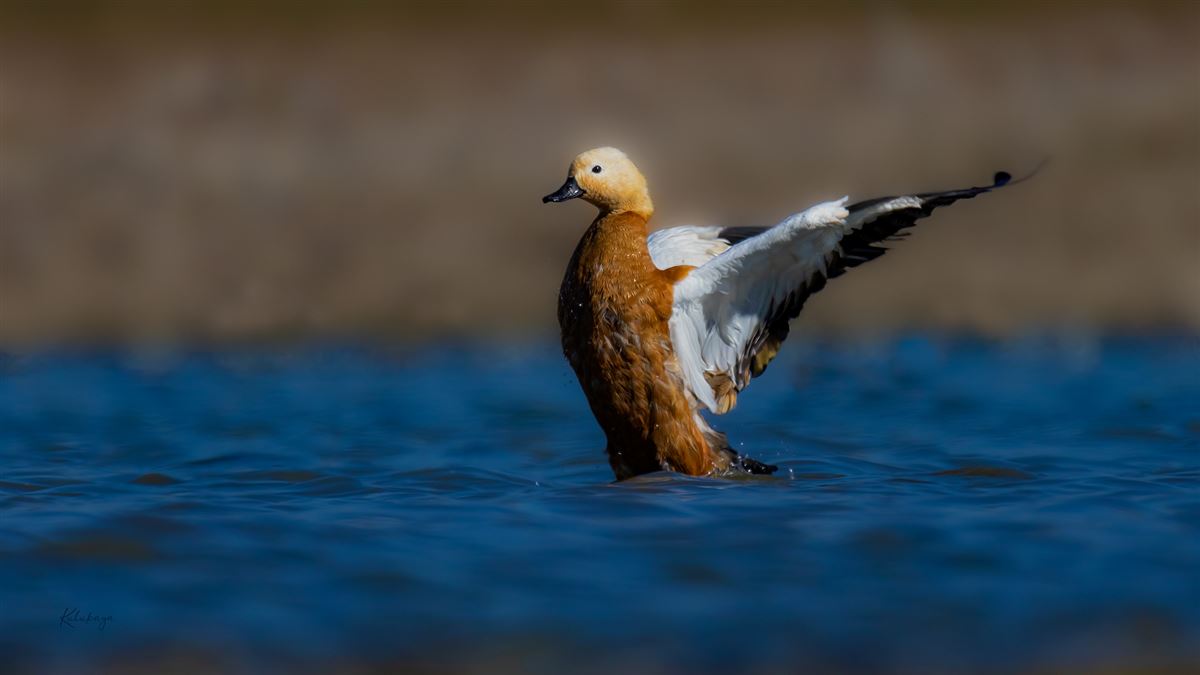 Ruddy Shelduck