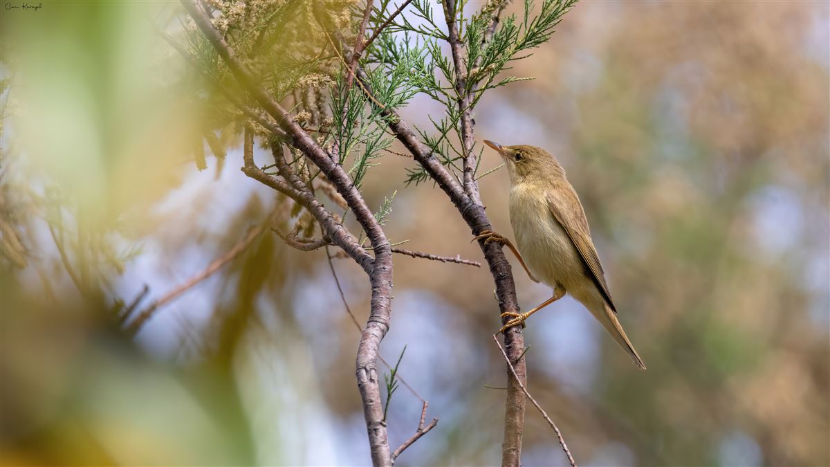Marsh Warbler