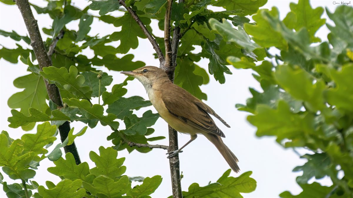 Great Reed Warbler