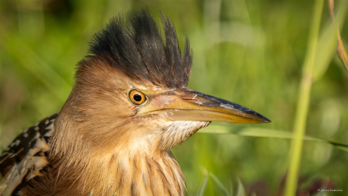 Little Bittern