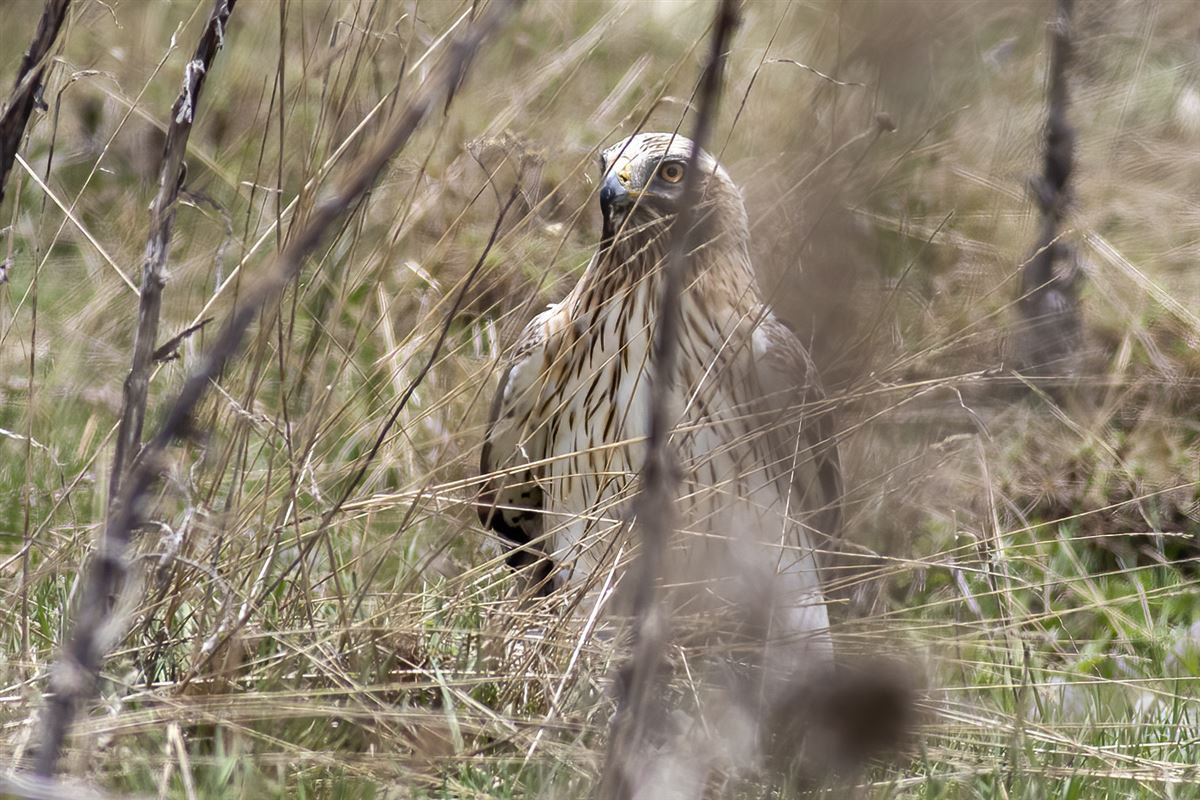 Booted Eagle