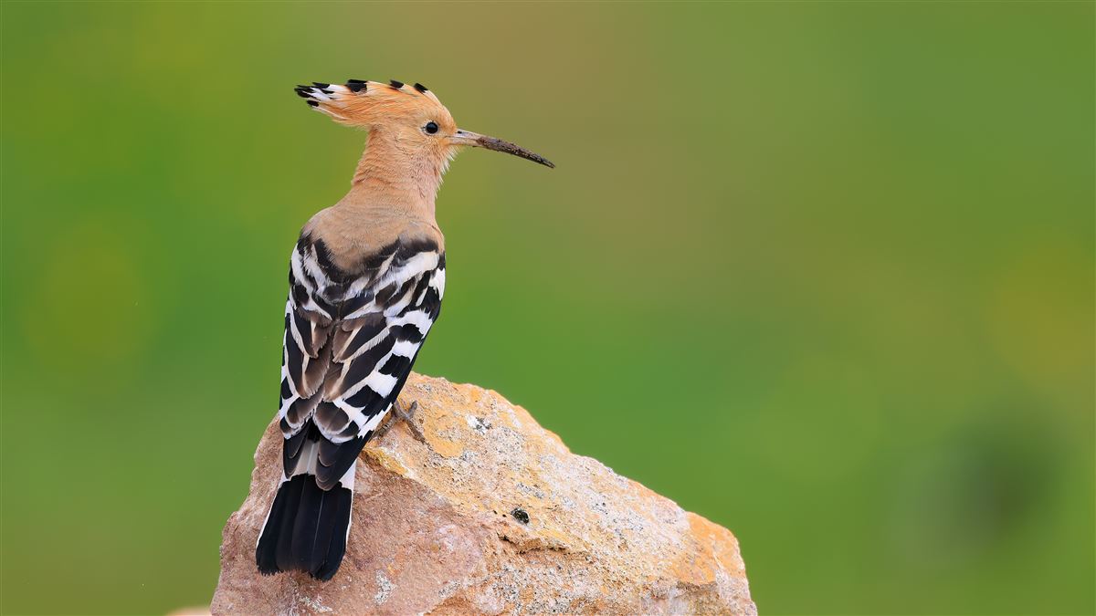 Common Hoopoe