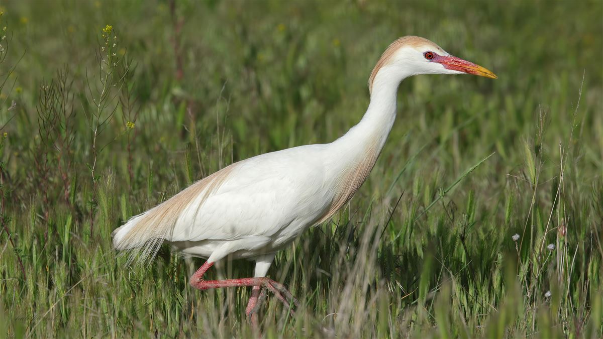 Western Cattle Egret