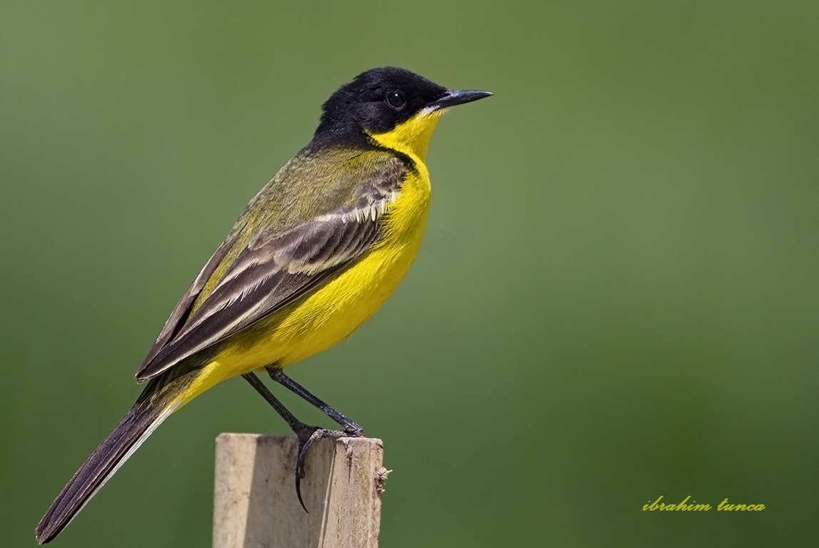 Western Yellow Wagtail