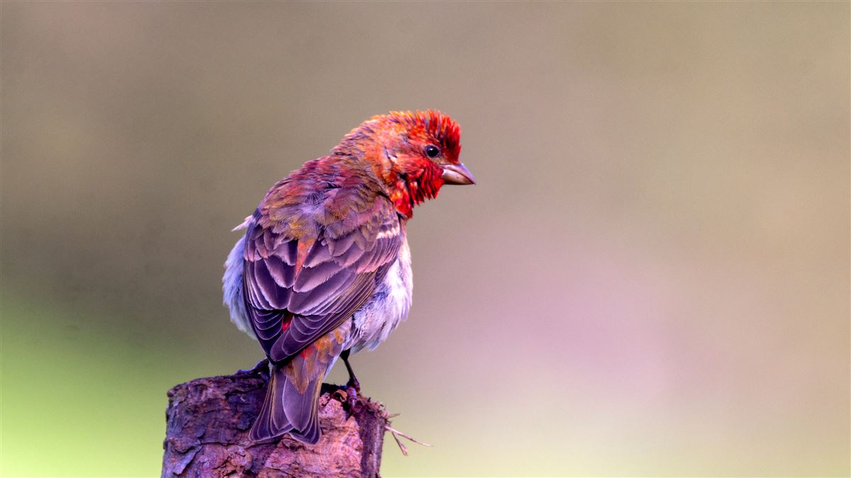 Common Rosefinch