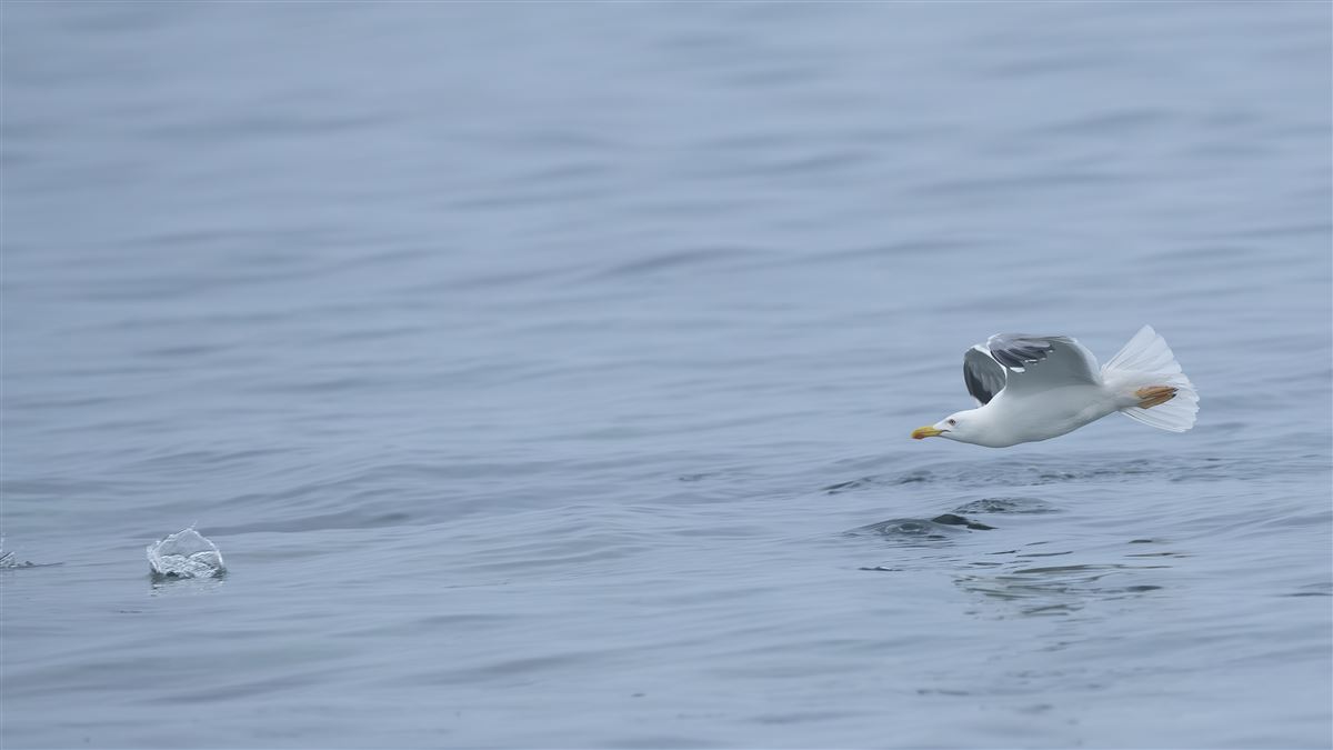 Yellow-legged Gull