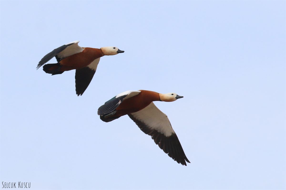 Ruddy Shelduck