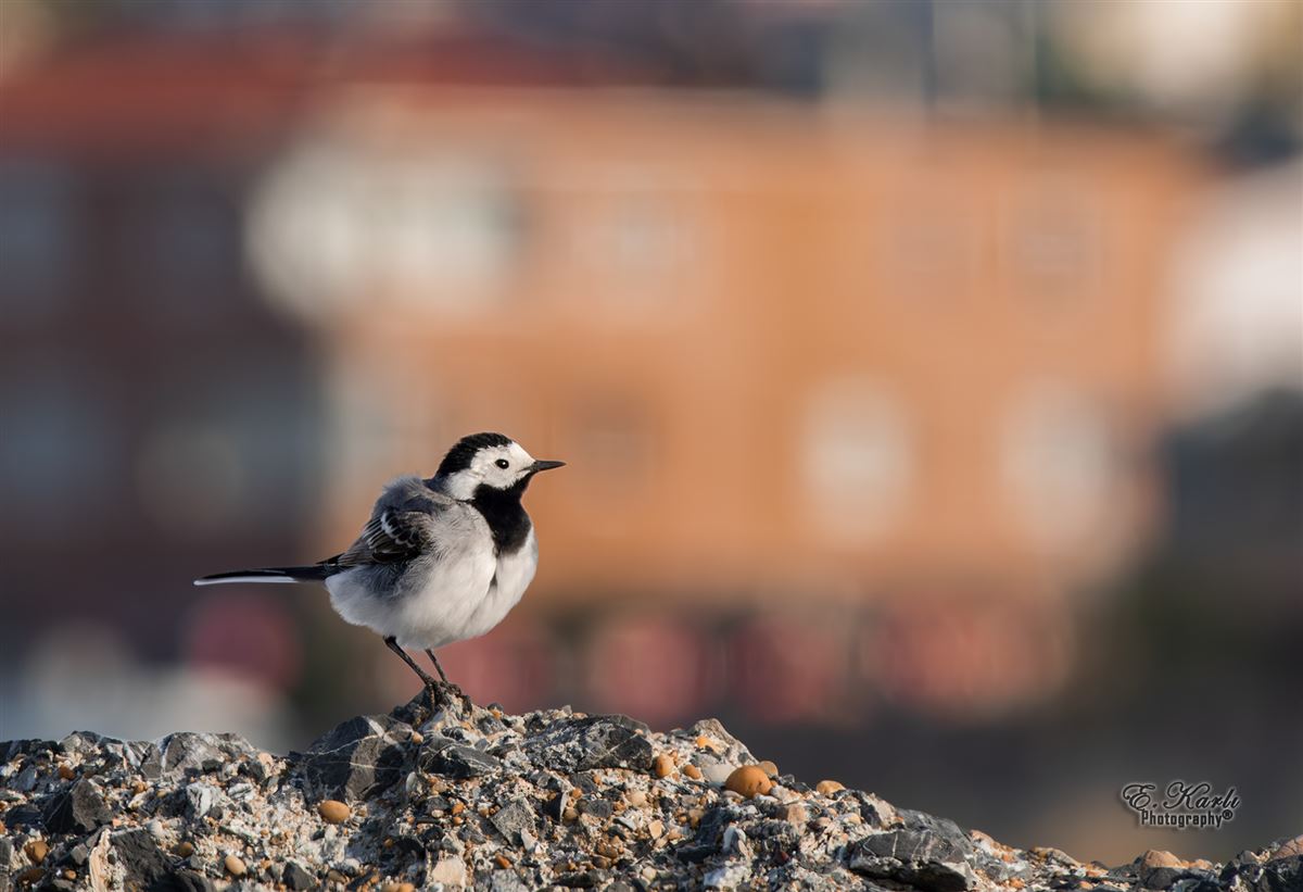 White Wagtail