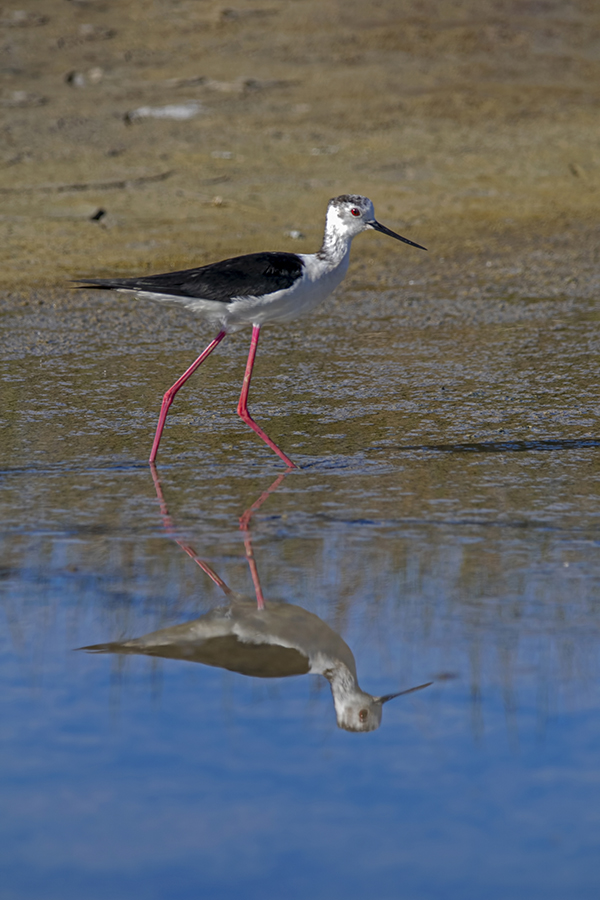 Black-winged Stilt