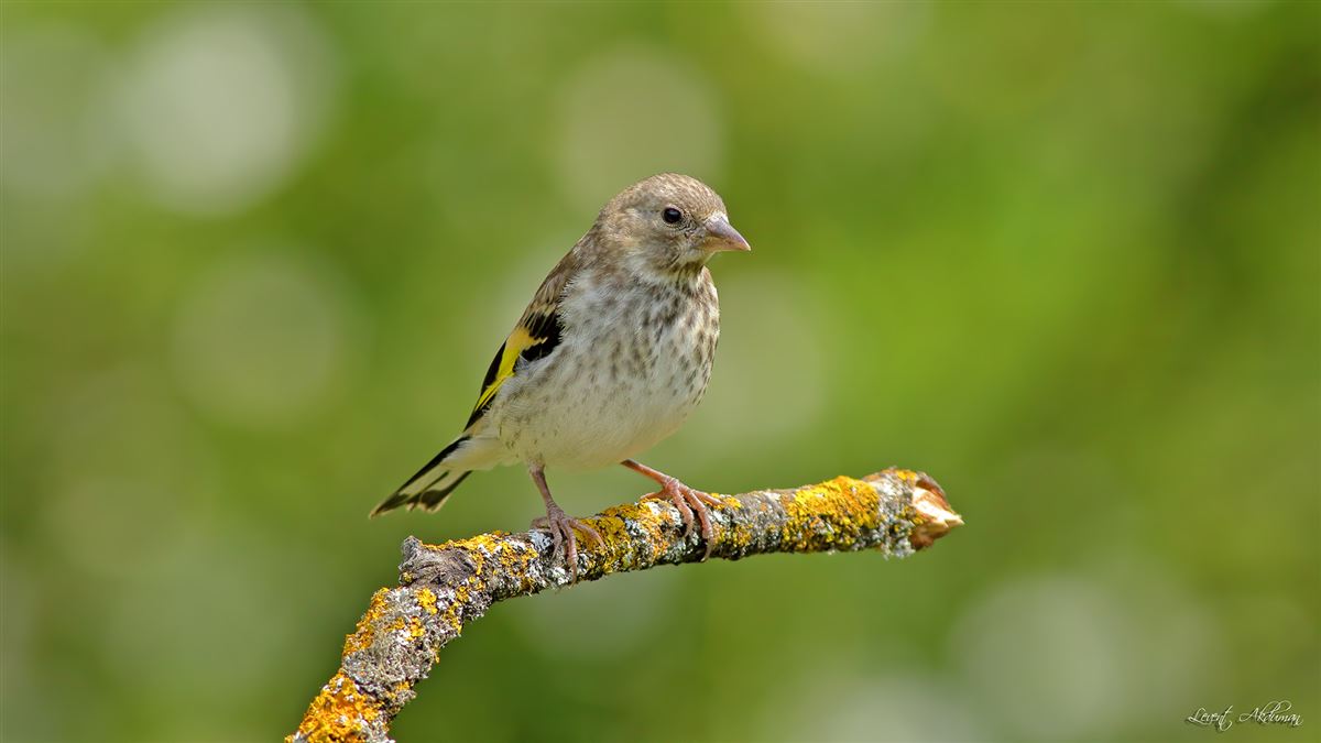 European Goldfinch