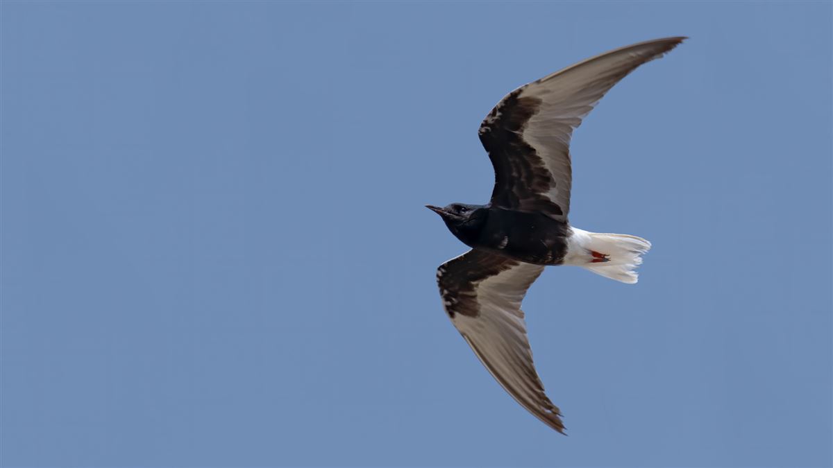 White-winged Tern