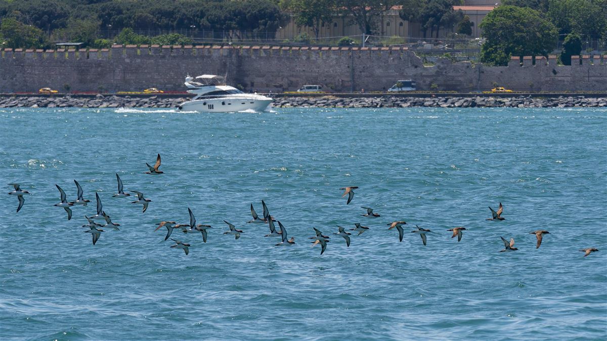 Yelkouan Shearwater
