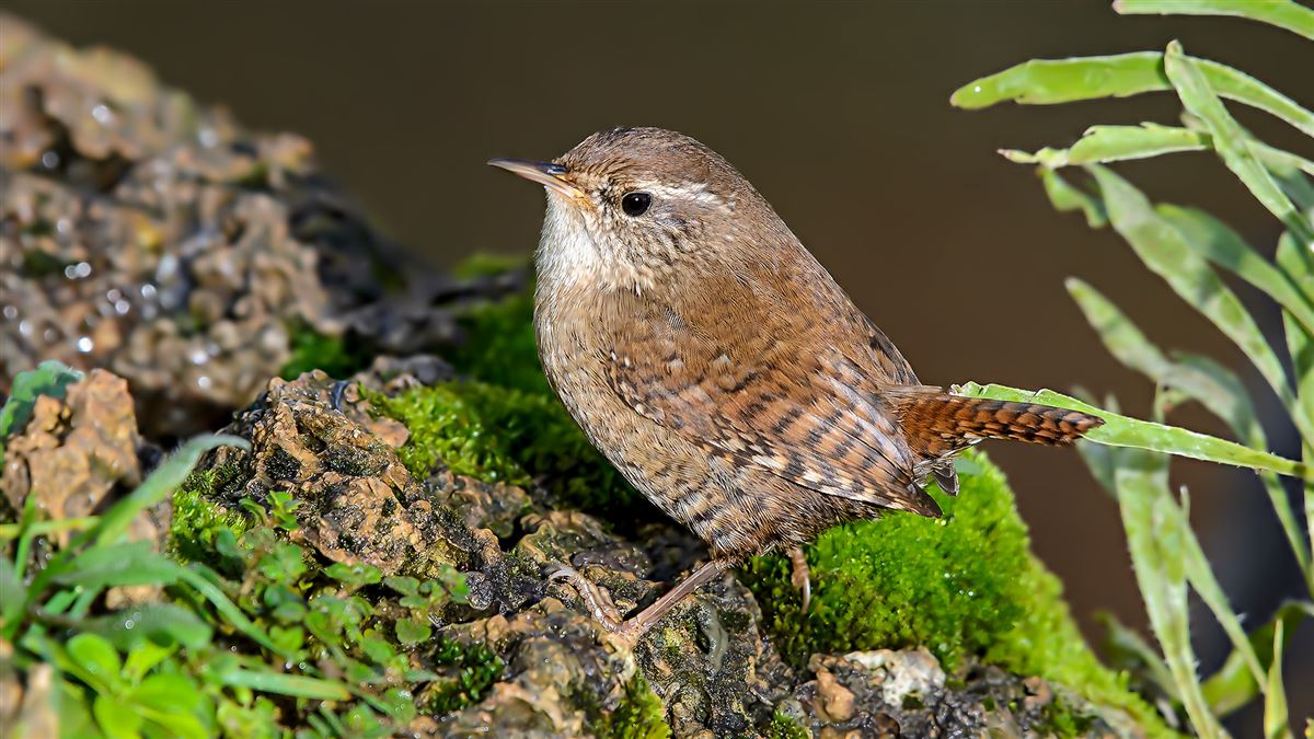 Eurasian Wren