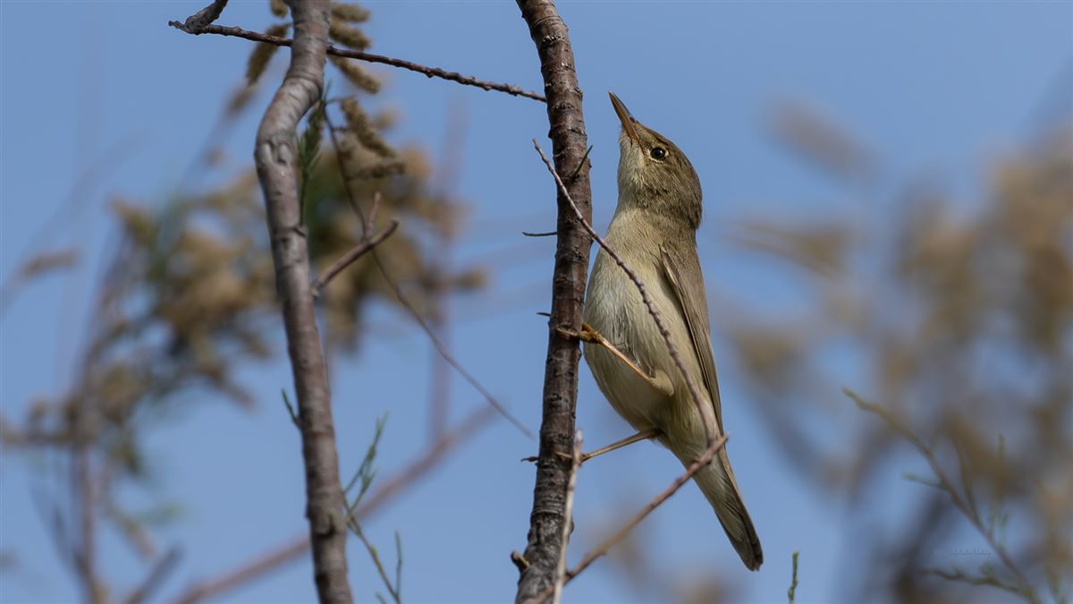 Marsh Warbler