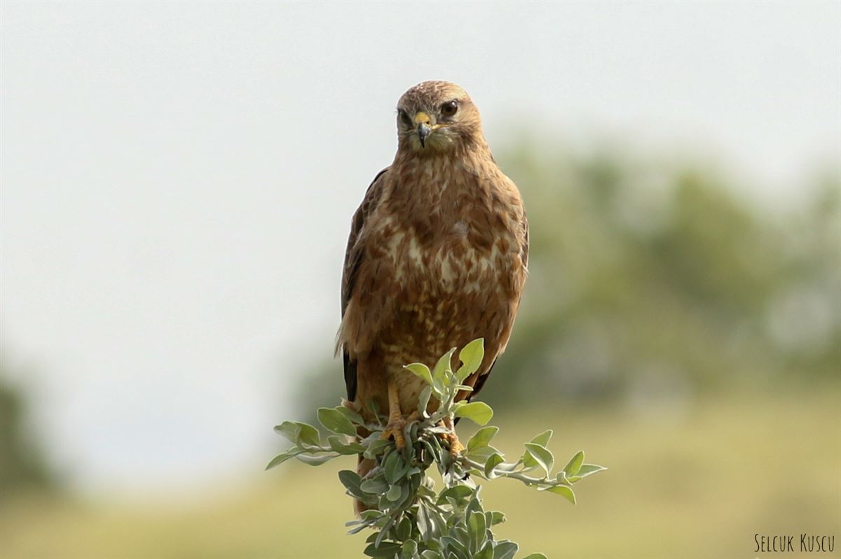 Common Buzzard