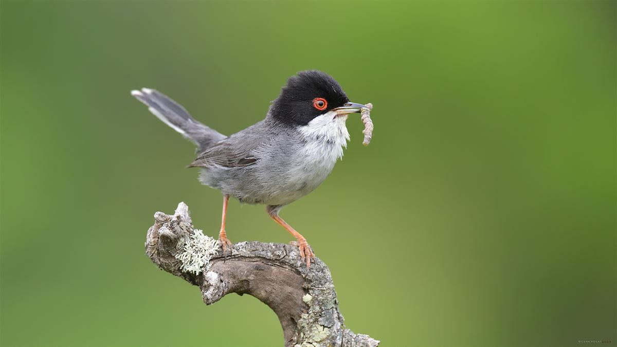 Sardinian Warbler