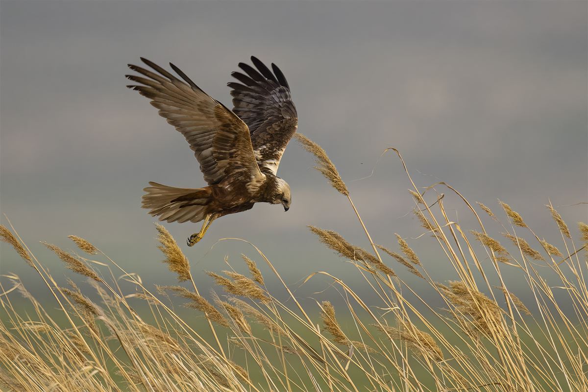 Western Marsh Harrier