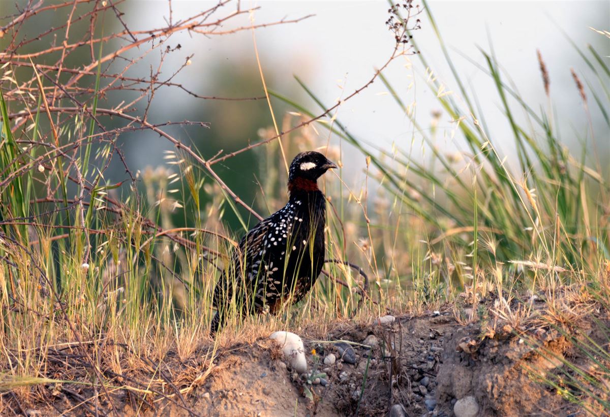 Black Francolin