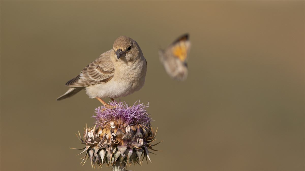 Pale Rockfinch
