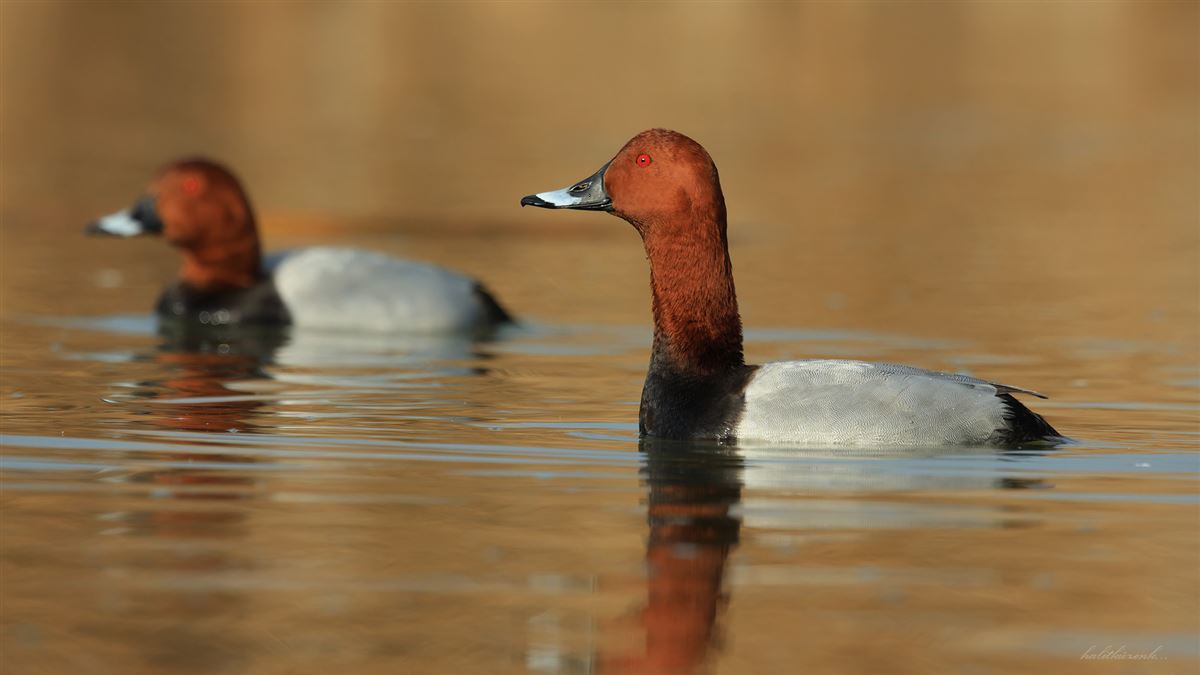 Common Pochard