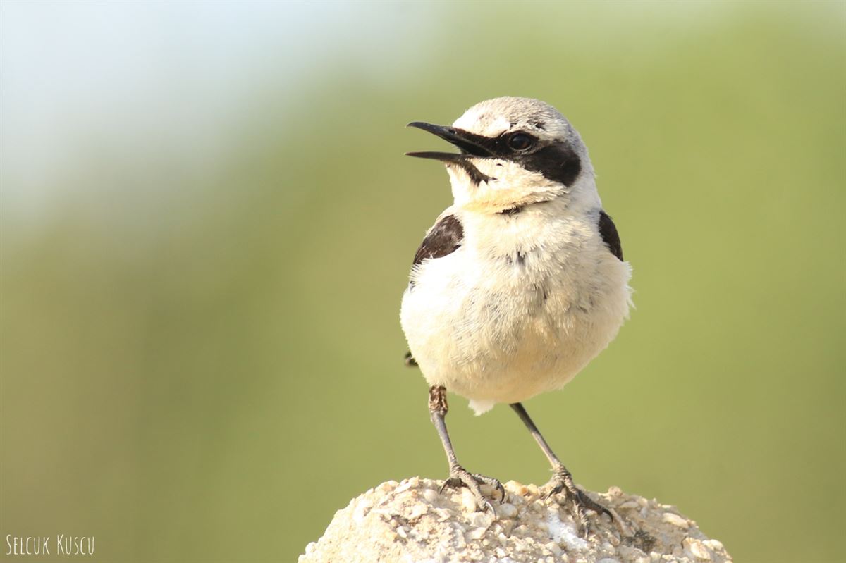 Northern Wheatear